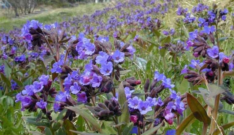 Pulmonaria 制备促进阴茎增大的输液